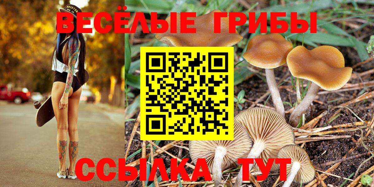Псилоцибиновые грибы Psilocybe Владивосток